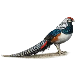 Lady Amherst's Pheasant animal lesson image on AnimalDex