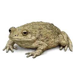 Lake Oku Clawed Frog (Xenopus longipes) featured animal image on AnimalDex