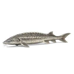 Sturgeon animal lesson image on AnimalDex