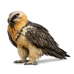 Lammergeier (Gypaetus barbatus) featured animal image on AnimalDex