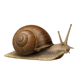 Land Snail animal lesson image on AnimalDex