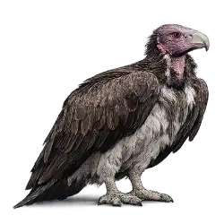 Lappet-faced Vulture (Torgos tracheliotos) featured animal image on AnimalDex