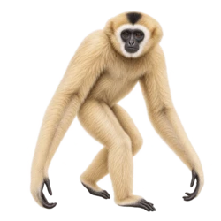 Lar Gibbon (Hylobates lar) thumbnail image on AnimalDex