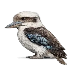 Laughing Kookaburra (Dacelo novaeguineae) featured animal image on AnimalDex