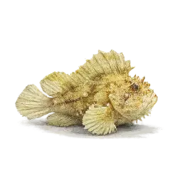 Leaf Scorpionfish (Taenianotus triacanthus) thumbnail image on AnimalDex