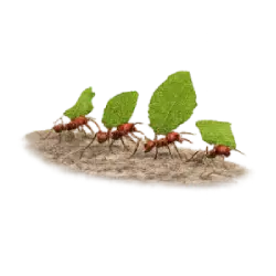 Leafcutter Ant (Atta and Acromyrmex spp.) thumbnail image on AnimalDex