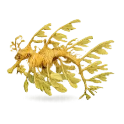 Leafy Seadragon (Phycodurus eques) thumbnail image on AnimalDex