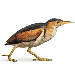 Least Bittern (Ixobrychus exilis) featured animal image on AnimalDex