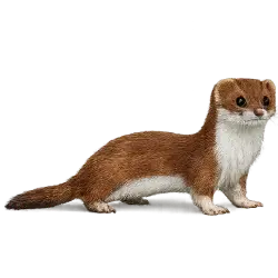 Least Weasel animal lesson image on AnimalDex