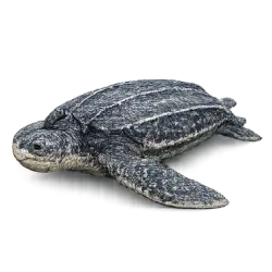 Leatherback Sea Turtle (Dermochelys coriacea) featured animal image on AnimalDex