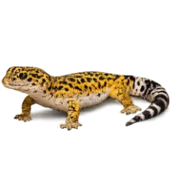Leopard Gecko (Eublepharis macularius) featured animal image on AnimalDex