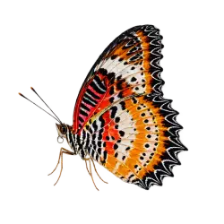 Leopard Lacewing (Cethosia cyane) thumbnail image on AnimalDex