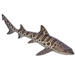 Leopard Shark (Triakis semifasciata) thumbnail image on AnimalDex