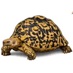 Leopard Tortoise (Stigmochelys pardalis) featured animal image on AnimalDex