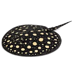 Leopoldi Stingray animal lesson image on AnimalDex