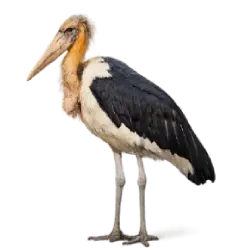 Lesser Adjutant Stork animal lesson image on AnimalDex