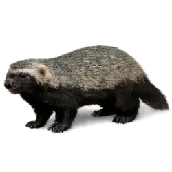 Lesser Grison animal lesson image on AnimalDex