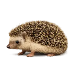 Lesser Hedgehog Tenrec (Echinops telfairi) featured animal image on AnimalDex