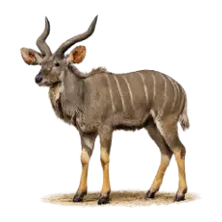 Lesser Kudu (Tragelaphus imberbis) featured animal image on AnimalDex