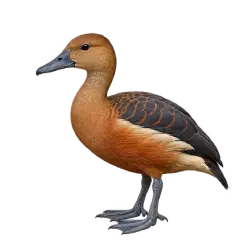 Lesser Whistling Duck (Dendrocygna javanica) thumbnail image on AnimalDex