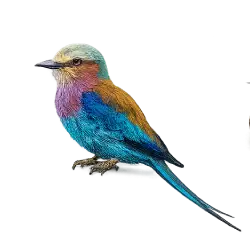 Lilac-breasted Roller (Coracias caudatus) featured animal image on AnimalDex