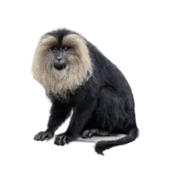 Lion-tailed Macaque (Macaca silenus) featured animal image on AnimalDex