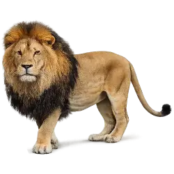 Lion (Panthera leo) thumbnail image on AnimalDex