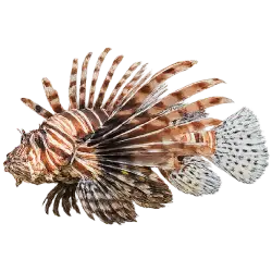 Lionfish (Pterois volitans) thumbnail image on AnimalDex