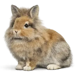 Lionhead Rabbit animal lesson image on AnimalDex