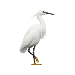 Little Egret (Egretta garzetta) featured animal image on AnimalDex