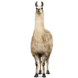 Llama (Lama glama) thumbnail image on AnimalDex