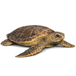 Loggerhead Sea Turtle (Caretta caretta) featured animal image on AnimalDex