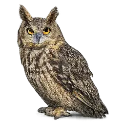 Long-eared Owl (Asio otus) featured animal image on AnimalDex