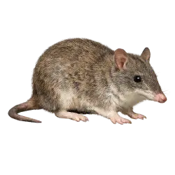 Long-nosed Bandicoot