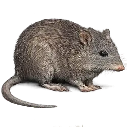 Long-nosed Potoroo (Potorous tridactylus) featured animal image on AnimalDex