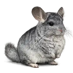 Long-tailed Chinchilla (Chinchilla lanigera) featured animal image on AnimalDex
