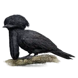 Long-wattled Umbrellabird (Cephalopterus penduliger) featured animal image on AnimalDex