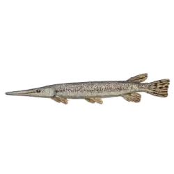 Longnose Gar (Lepisosteus osseus) featured animal image on AnimalDex
