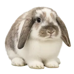 Lop Rabbit