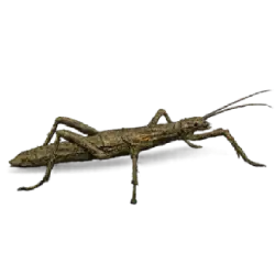 Lord Howe Island Stick Insect