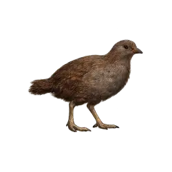 Lord Howe Woodhen lesson from nature