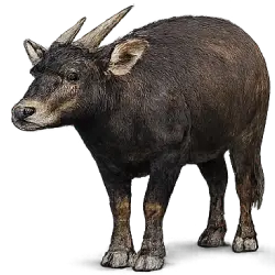 Lowland Anoa (Bubalus depressicornis) featured animal image on AnimalDex