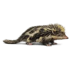Lowland Streaked Tenrec animal lesson image on AnimalDex