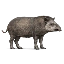 Lowland Tapir animal icon