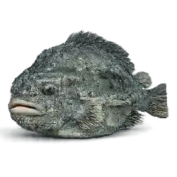 Lumpfish (Cyclopterus lumpus) featured animal image on AnimalDex
