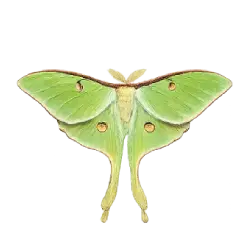 Luna Moth (Actias luna) featured animal image on AnimalDex
