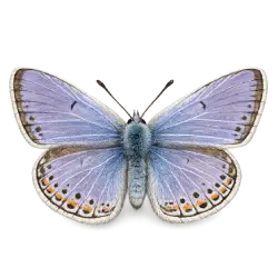 Lycaenid Butterfly animal lesson image on AnimalDex