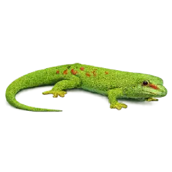 Madagascar Day Gecko (Phelsuma madagascariensis) featured animal image on AnimalDex