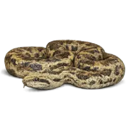 Madagascar Ground Boa (Acrantophis madagascariensis) featured animal image on AnimalDex