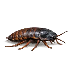 Madagascar Hissing Cockroach animal lesson on AnimalDex